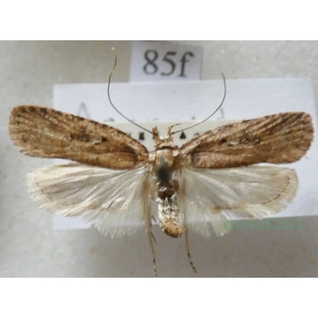 Agonopterix heracliana (Linnaeus, 1758) Czech85f